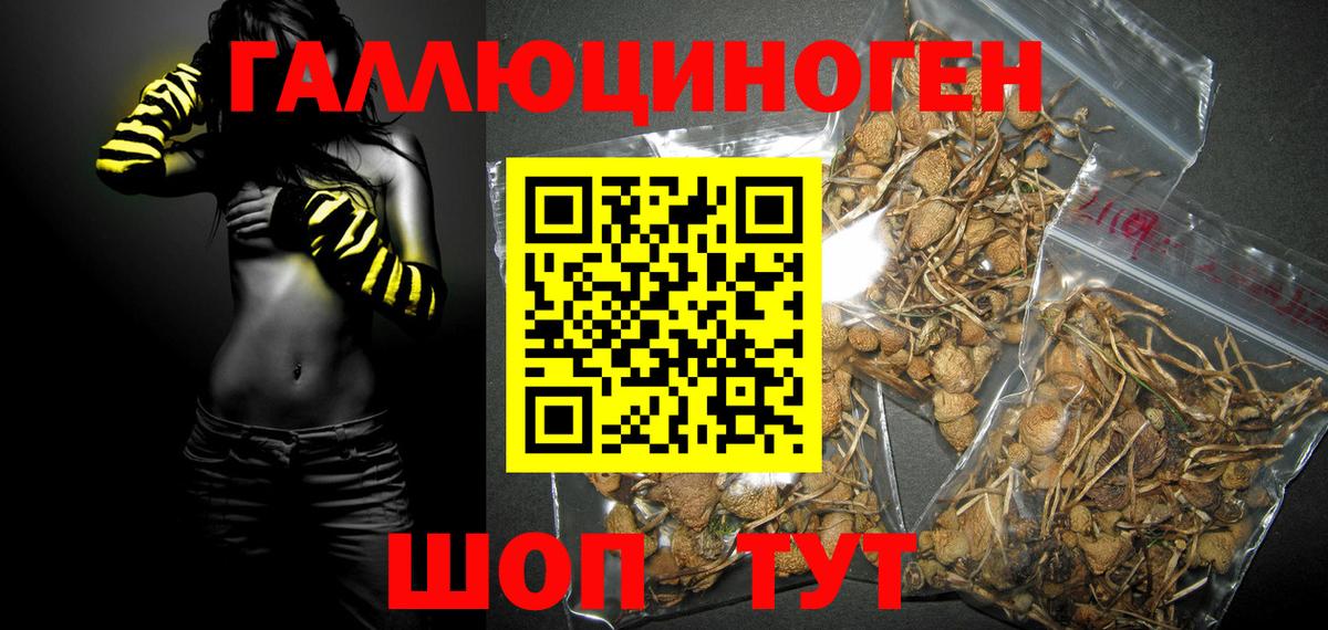 Галлюциногенные грибы Psilocybe Чехов